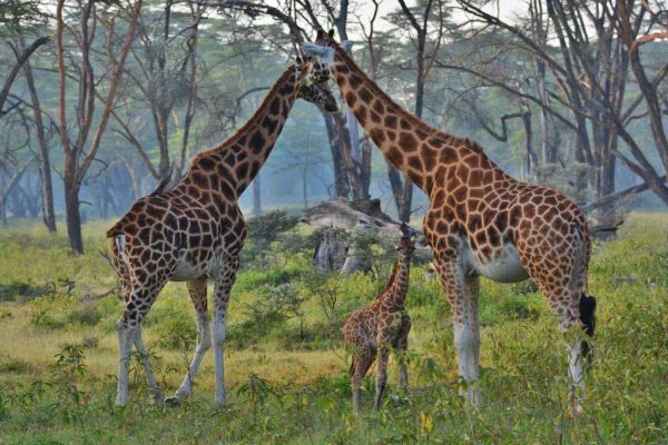 Rothschilds-giraffe-in-Lake-Nakuru