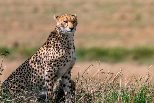 cheetah-kenya-safari-tour