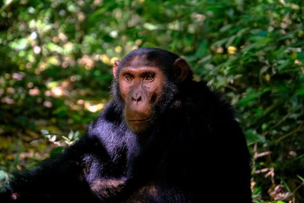 chimpanzee-ol-pejeta-sanctuary
