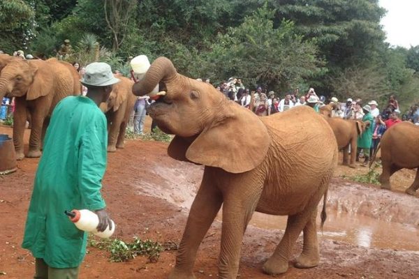elephant-orphanage-nairobi
