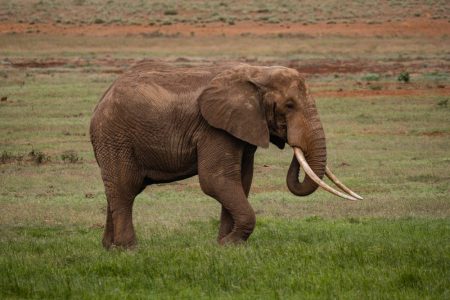 elephant-tsavo-west-safari