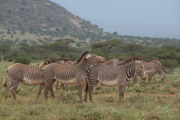 grevy-zebra-samburu-reserve-north-kenya