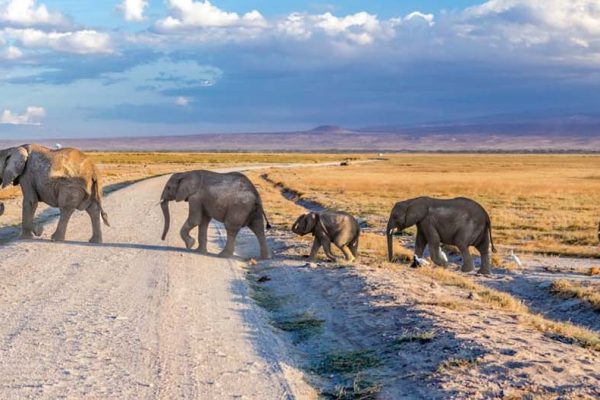 herd-of-elephants-amboseli-sammie-safari