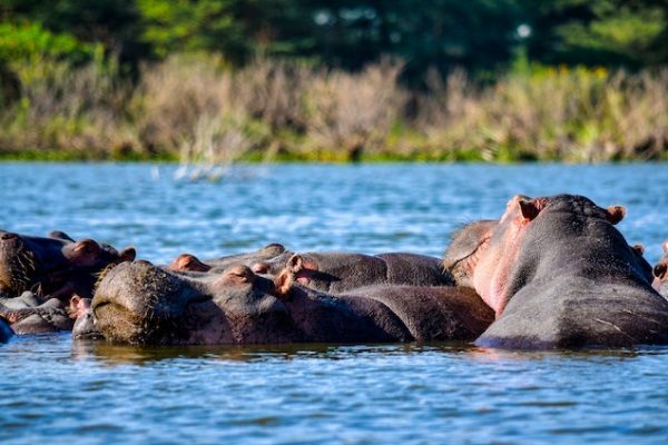 hippo-safari-naivasha-kenya