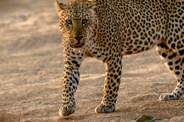 leopard-safari-tour-kenya