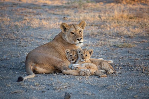 lion-pride-kenya-safari