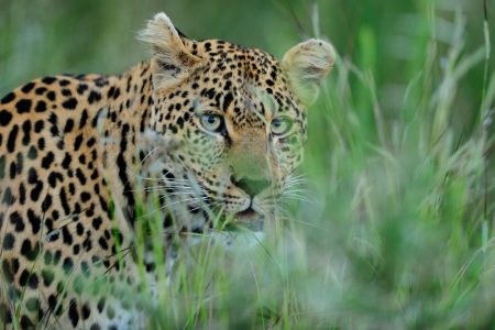 magnificent-african-leopard-hiding-tall-green-grass