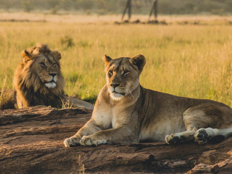 male-female-lions-laying-sand-resting