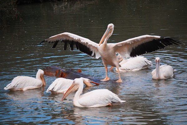 pelican-birds-lake-nakuru-kenya