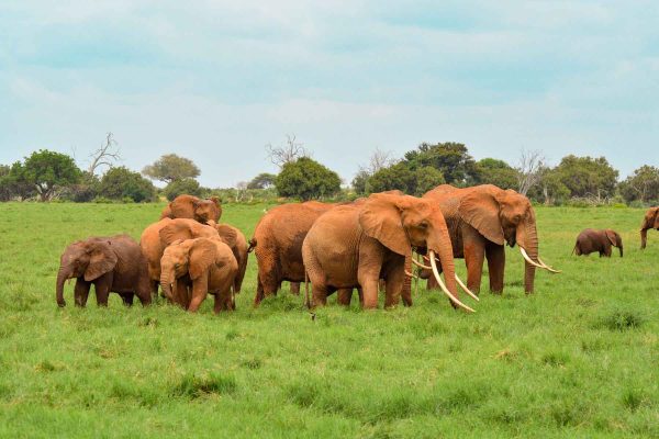 tsavo-east-national-park-elephants
