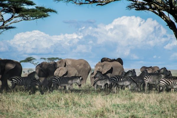 zebra-herd-with-elephant-typical-kenya-safari