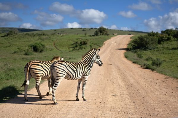 zebra-tour-safari-kenya
